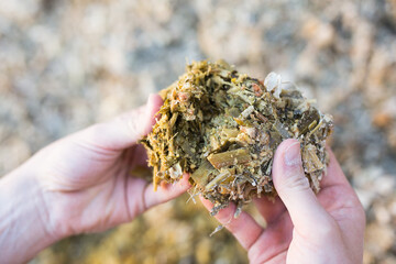 Hands of male farmer holding handful of pressed ensiled stalks and leaves of corn prepared for...