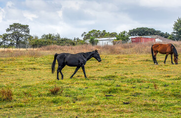 Horses quietly grazing under a power line along Pound Rd, Hampton Park