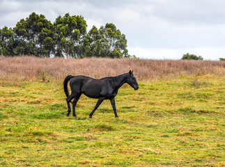Horses quietly grazing under a power line along Pound Rd, Hampton Park