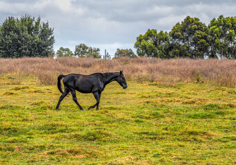 Horses quietly grazing under a power line along Pound Rd, Hampton Park