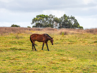 Naklejka na ściany i meble Horses quietly grazing under a power line along Pound Rd, Hampton Park