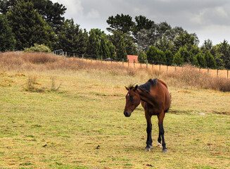 Horses quietly grazing under a power line along Pound Rd, Hampton Park