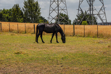 Horses quietly grazing under a power line along Pound Rd, Hampton Park
