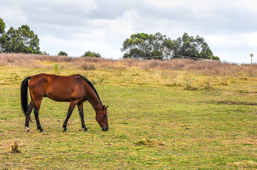 Horses quietly grazing under a power line along Pound Rd, Hampton Park