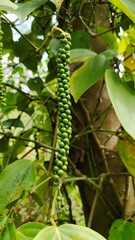 caterpillar on a branch