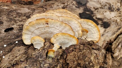 close up of a mushroom