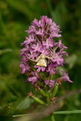 Pink Crab Spider Thomisus onustus