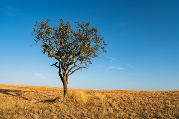 Solitary tree in agricultural landscape, Tuscany Hills Italy