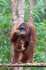Borneo Orangutan Pongo pygmaeus female with young