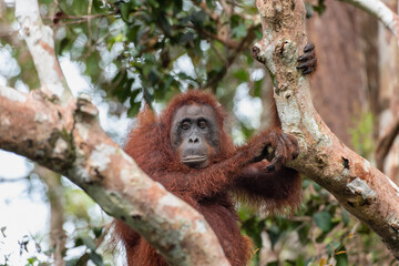 Female Borneo Orangutan Pongo pygmaeus