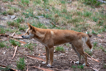 Dingo (Canis lupus dingo)