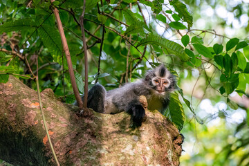 Thomas's Leaf Monkey Presbytis thomasi