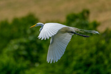 great Egret, Ardea alba, flying with green trees in the background. Remnants of breeding plummage