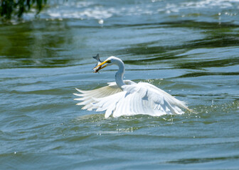Fototapeta na wymiar great Egret, Ardea alba, feeding on fish