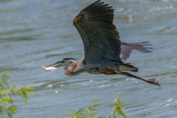 Great Blue Heron (Ardea herodias) flying above water with fish in its mouth. .