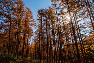 奥日光 山王林道からの紅葉