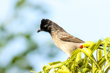 Closeup of red vented bulbul. Pycnonotus cafer. The red-vented bulbul is a member of the bulbul family of passerines.