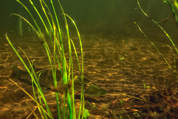 pike under water, predator fish in fresh water