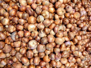 Onion. Allium cepa. It is also known as the bulb onion or common onion is a vegetable that is the most widely cultivated species of the genus Allium.