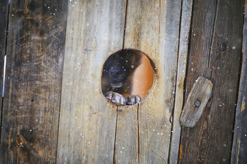 guard dog in dog house, security background