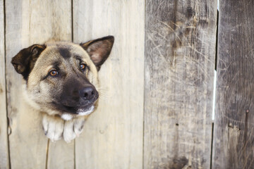 guard dog in dog house, security background