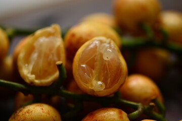 Baccaurea racemosa, common names kapundung or menteng is a species of fruit tree in Indonesia, Southeast Asia. It belongs to the family Phyllanthaceae