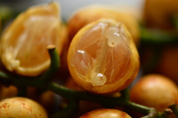 Baccaurea racemosa, common names kapundung or menteng is a species of fruit tree in Indonesia, Southeast Asia. It belongs to the family Phyllanthaceae