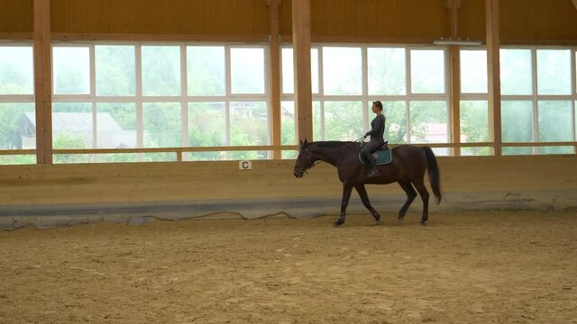 SLOW MOTION: Female horseback rider cools down her horse after dressage training at an indoor facility. Powerful black stallion is cooling down after intense flatwork practice at an empty manege.