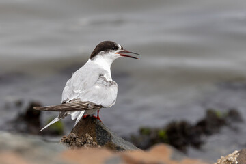Eine Damara-Seeschwalbe sitzt rufend in der Seitenansicht am Ufer der Walvis Bay in Namibia