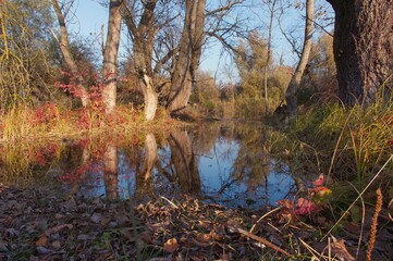 Obraz premium Old Nitra is the original bed of the Slovak river Nitra in the section from Nové Zámky to Komárno - Landor flows into the Váh.