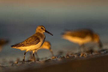 Dunlin (Calidris alpina, ), The Mediterranean Sea coast, Turkey
