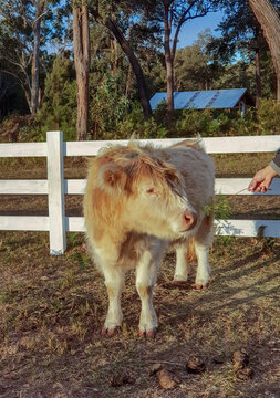Small Fluffy Albino Calf