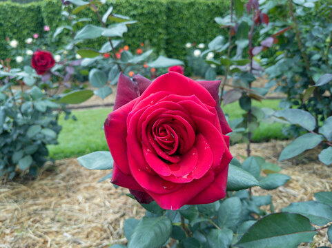 Dew Drops on Rose