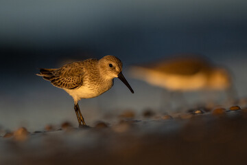 Dunlin (Calidris alpina, ), The Mediterranean Sea coast, Turkey