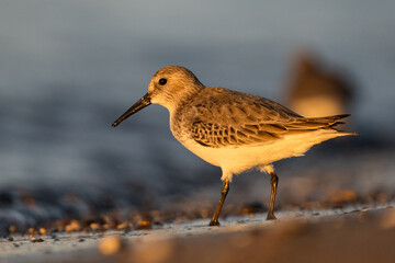 Dunlin (Calidris alpina, ), The Mediterranean Sea coast, Turkey