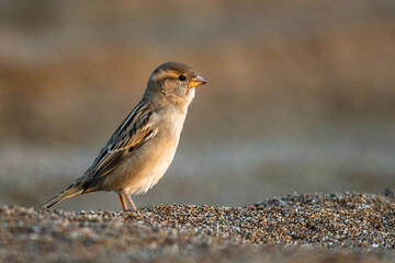 House sparrow (Passer domesticus) female, The Mediterranean Sea coast, Turkey