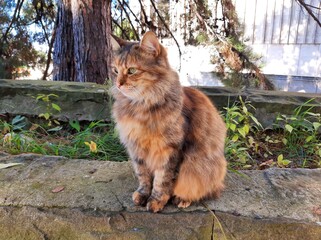 cat in the garden