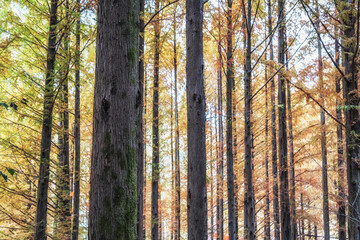 Metasequoia trees fall foliage