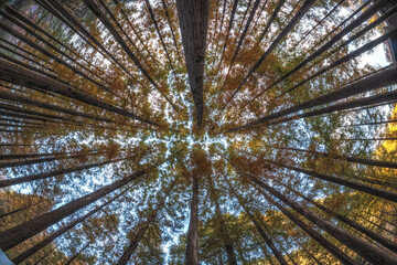 Looking Up Metasequoia Trees