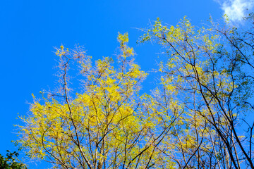 秋の青空のもと、黄色に色づく木の葉がコントラストで浮かび上がる。神戸山手の保久良神社参道で撮影