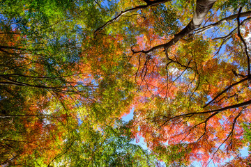 紅葉の見頃。赤、黄色、緑、オレンジのグラデーション。神戸山手の保久良神社で撮影