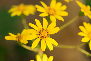 満開のツワブキの花