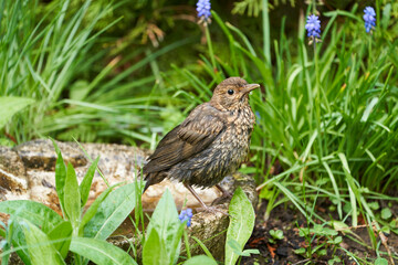 Amsel, Schwarzdrossel, Turdus merula