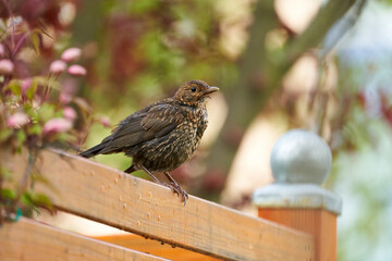Amsel, Schwarzdrossel, Turdus merula