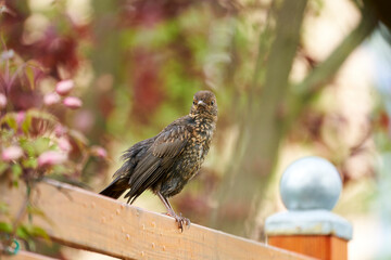 Amsel, Schwarzdrossel, Turdus merula