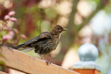 Amsel, Schwarzdrossel, Turdus merula