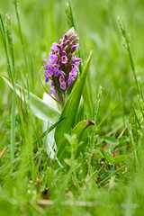 Fleischfarbenes Knabenkraut, Dactylorhiza incarnata