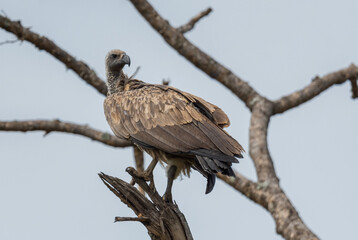 White-backed Vulture - Gyps africanus, large endangered bird of prey from African bushes and savannas, Lake Mburo, Uganda.