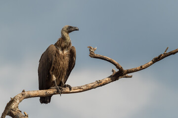 White-backed Vulture - Gyps africanus, large endangered bird of prey from African bushes and savannas, Lake Mburo, Uganda.