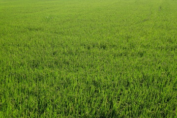 green rice field